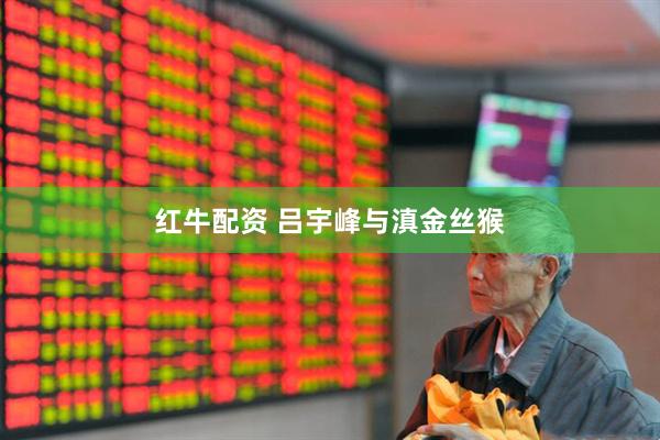 红牛配资 吕宇峰与滇金丝猴