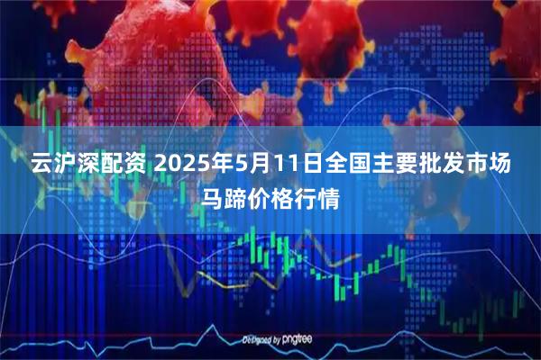 云沪深配资 2025年5月11日全国主要批发市场马蹄价格行情